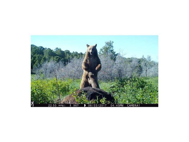 16MP Trail Camera W21951