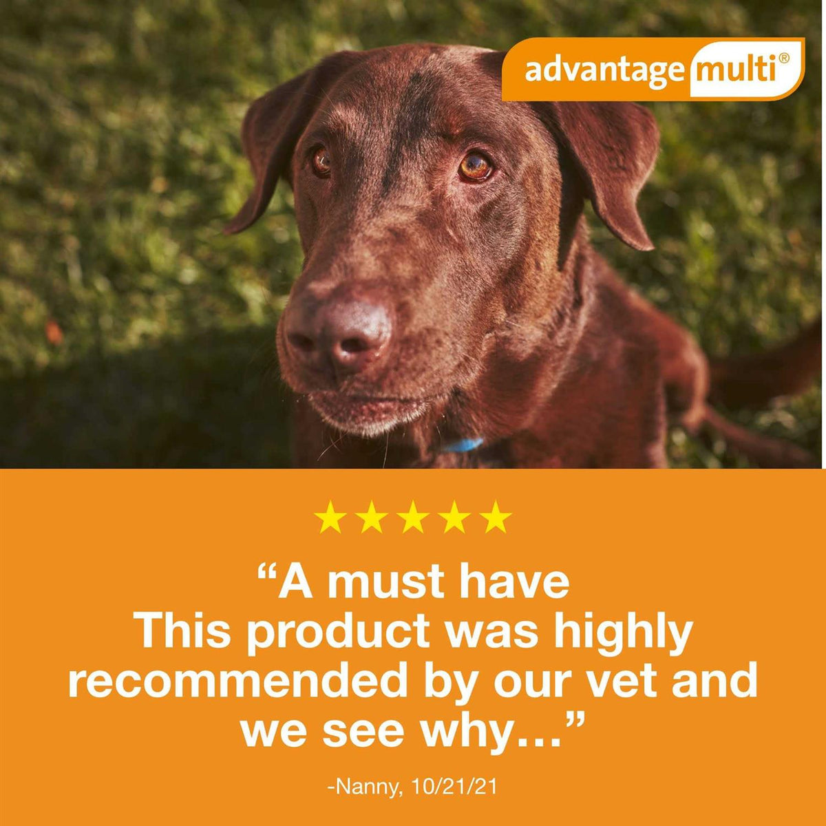 Advantage Multi for Dogs N14219