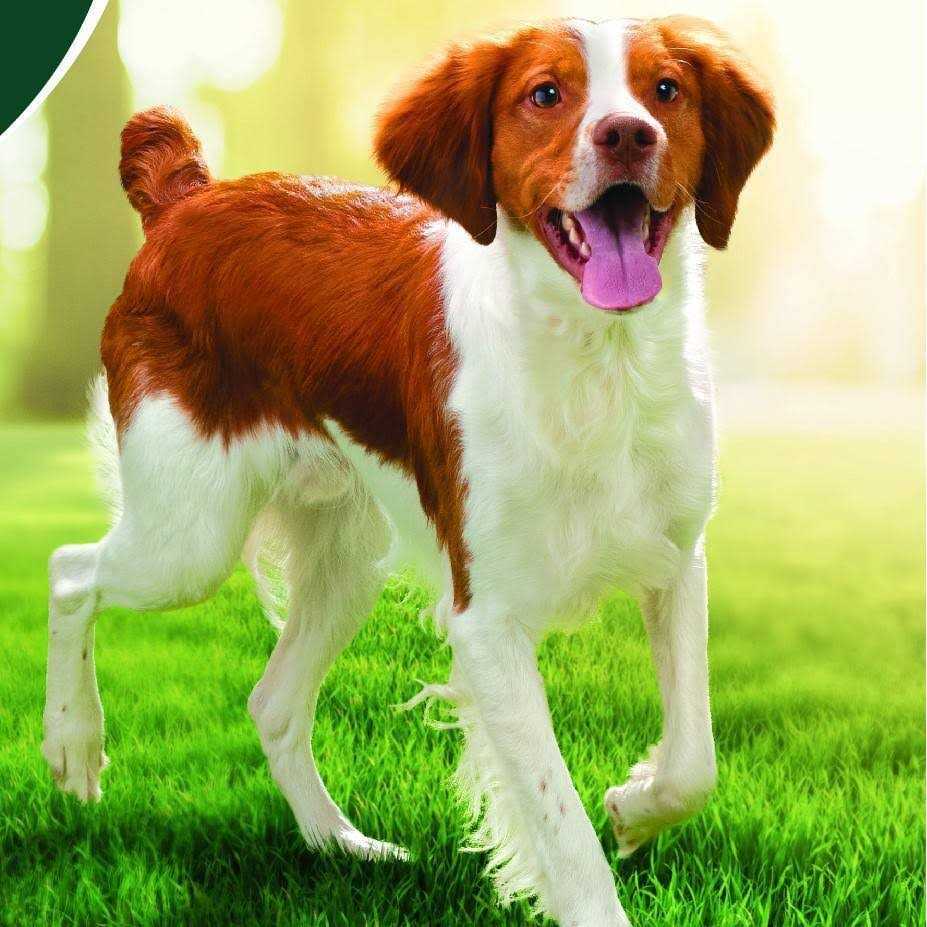 Chicken Superfoods Adult Dry Dog Food T775066