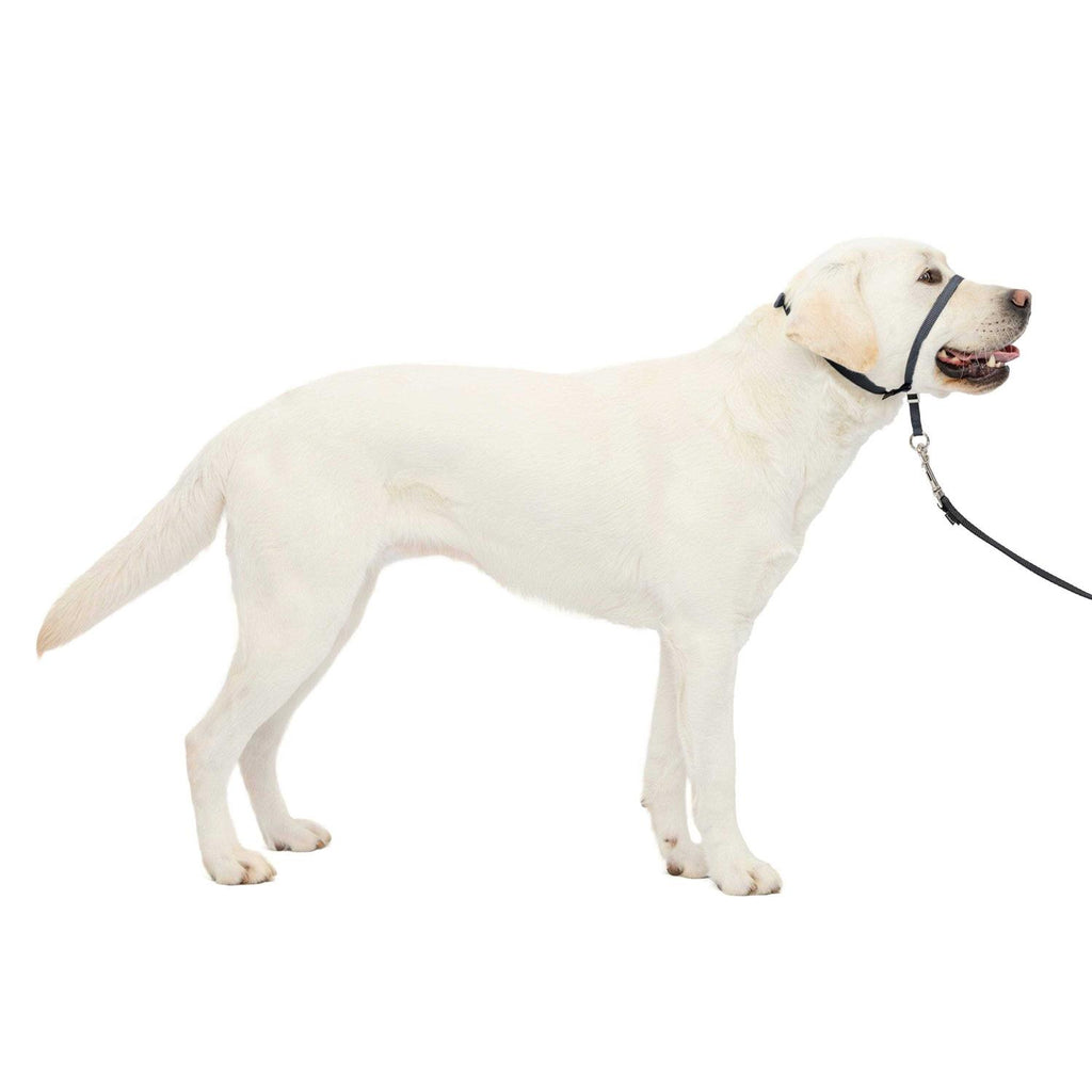 Headcollar R58475