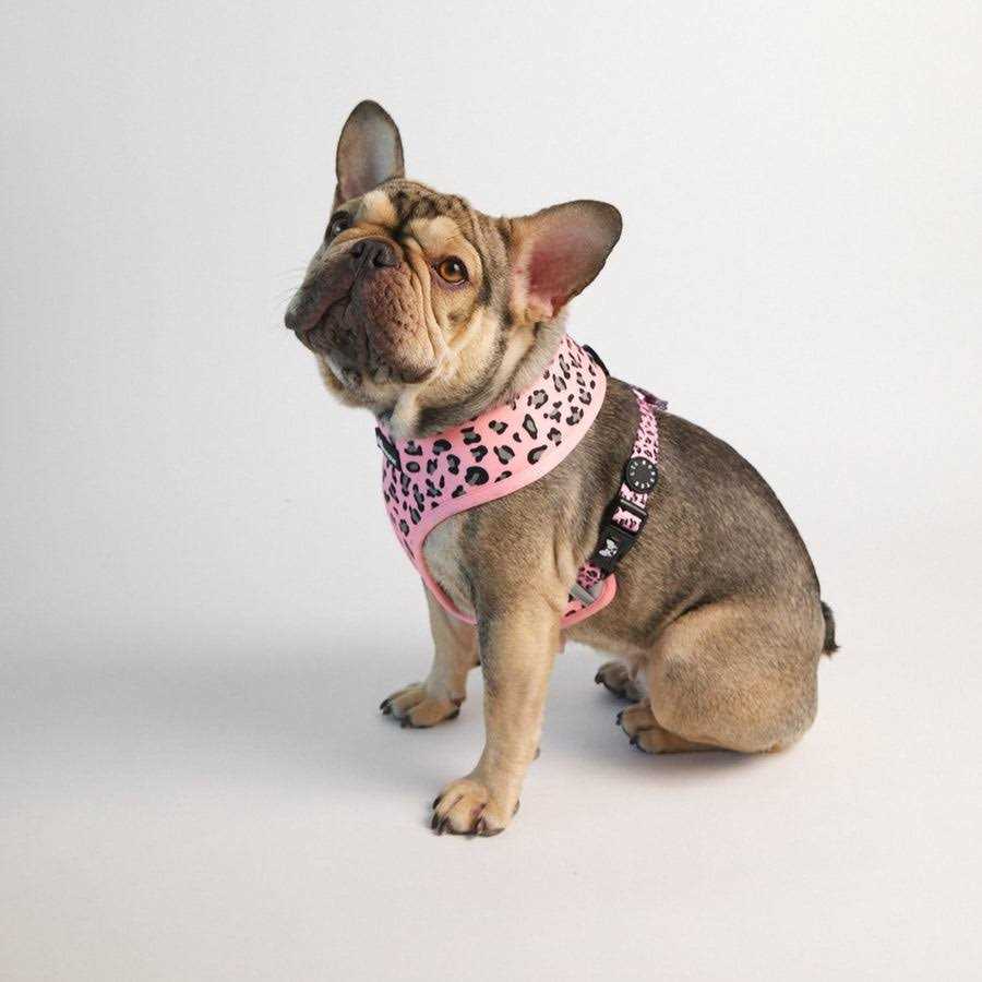 Reversible Neoprene Dog Harness Z49017