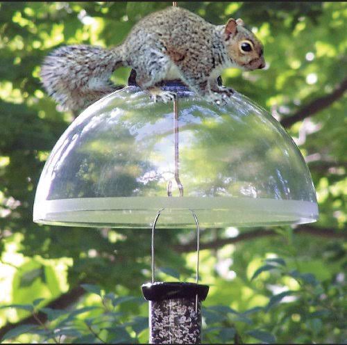 Black Squirrel Guard U7020