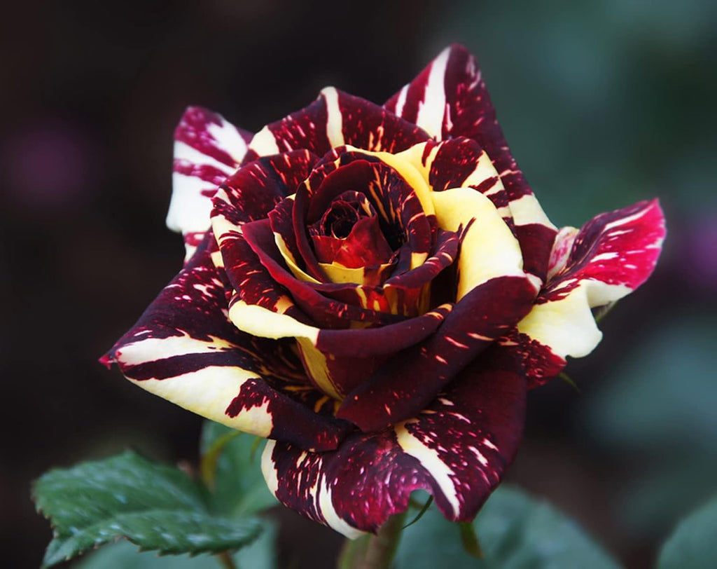 Dark Red Stripes Rose Bush, Multi Colours Rose Hedging V39632
