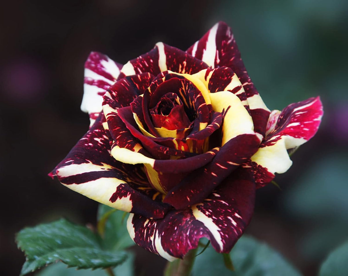 Dark Red Stripes Rose Bush, Multi Colours Rose Hedging V39632