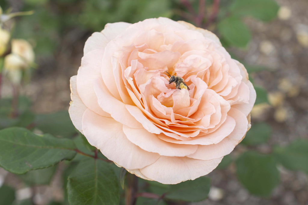 Hybrid Tea Rose Live Plants 2 Piece I142896