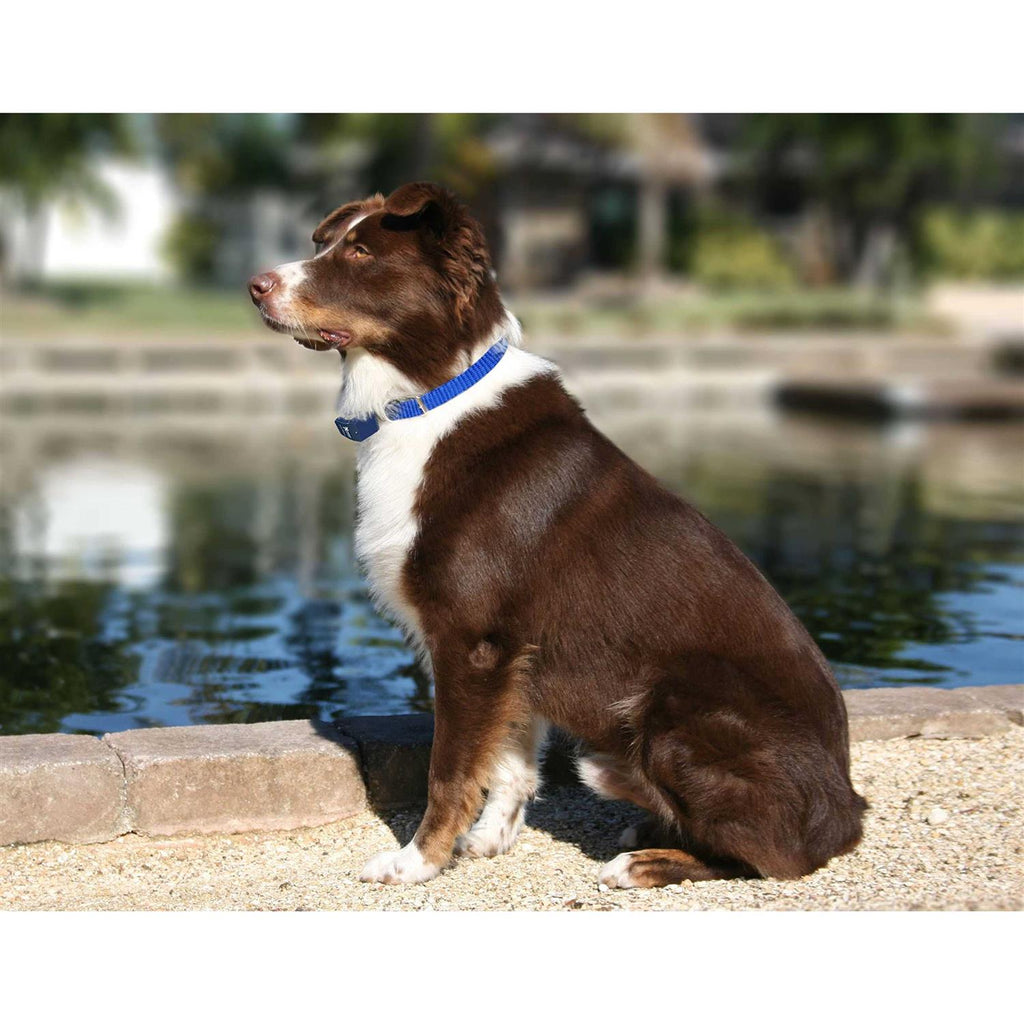 Dog Collar Replacement Strap C84505