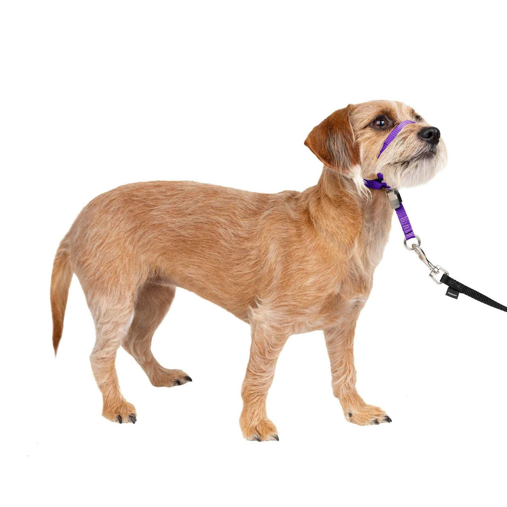 Headcollar R58475