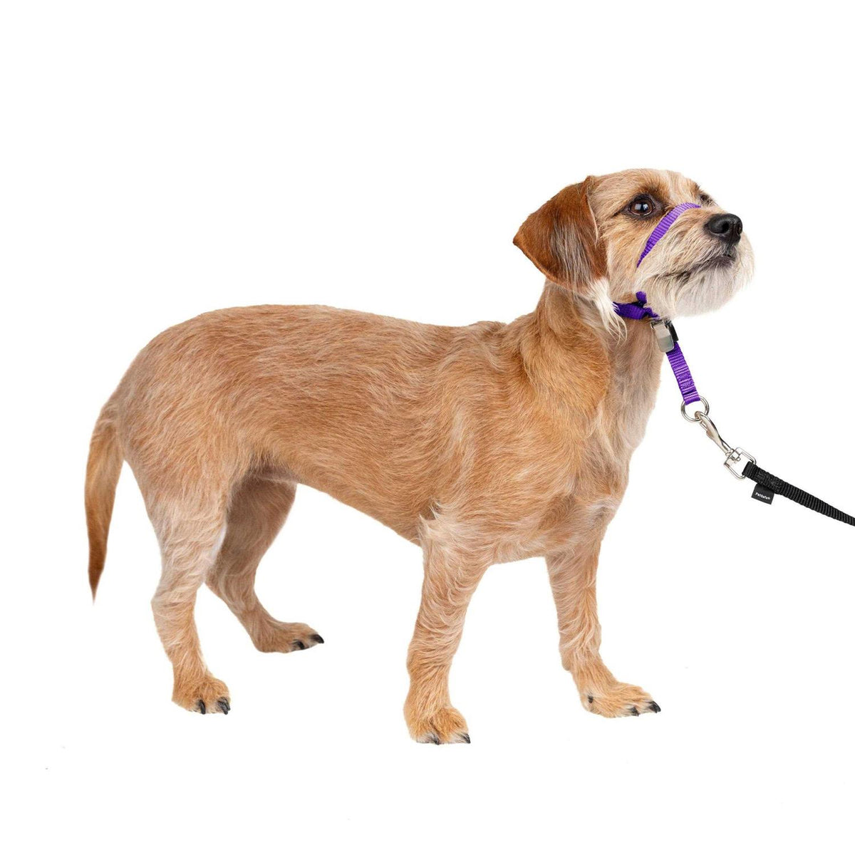 Headcollar R58475