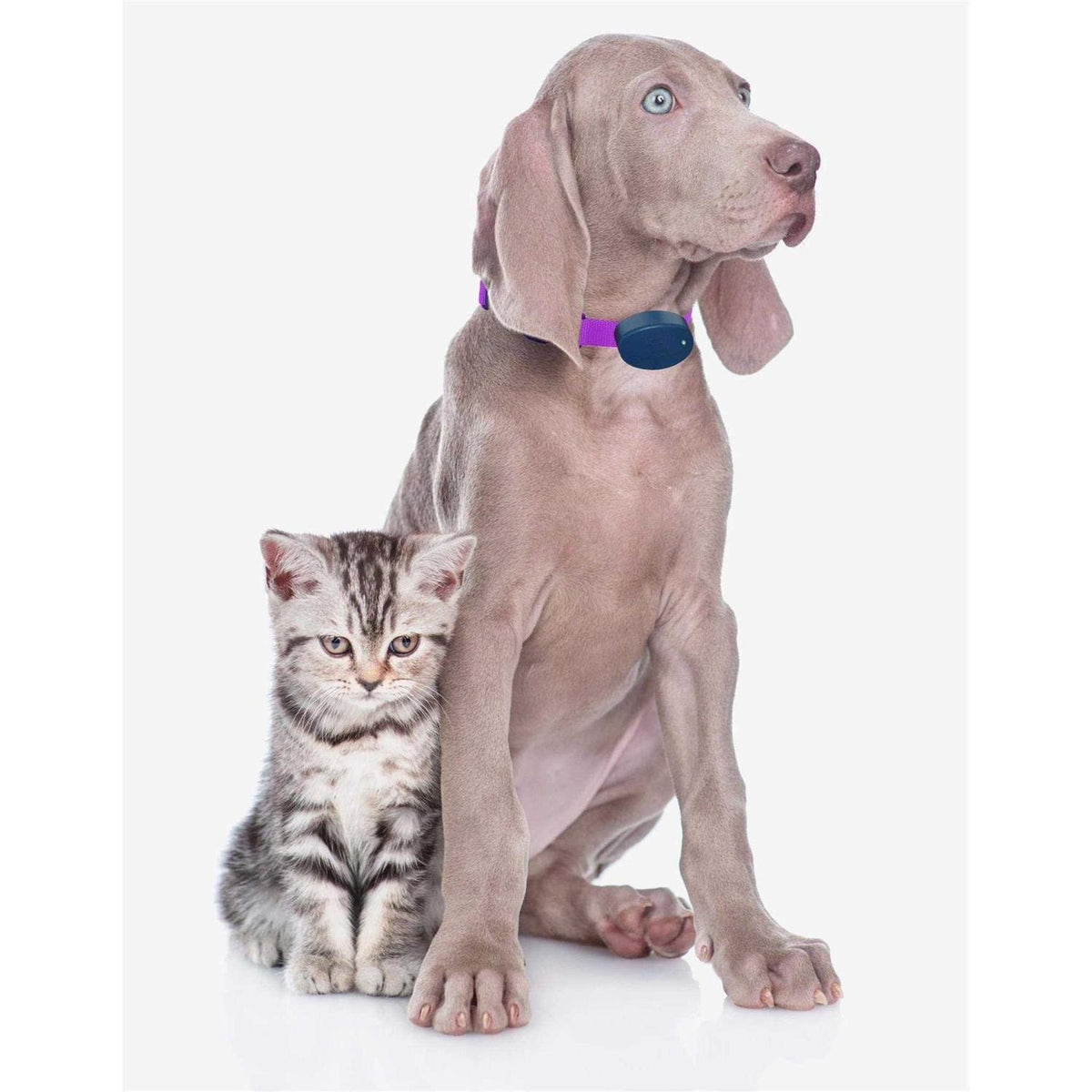 Dog Collar Replacement Strap C84505