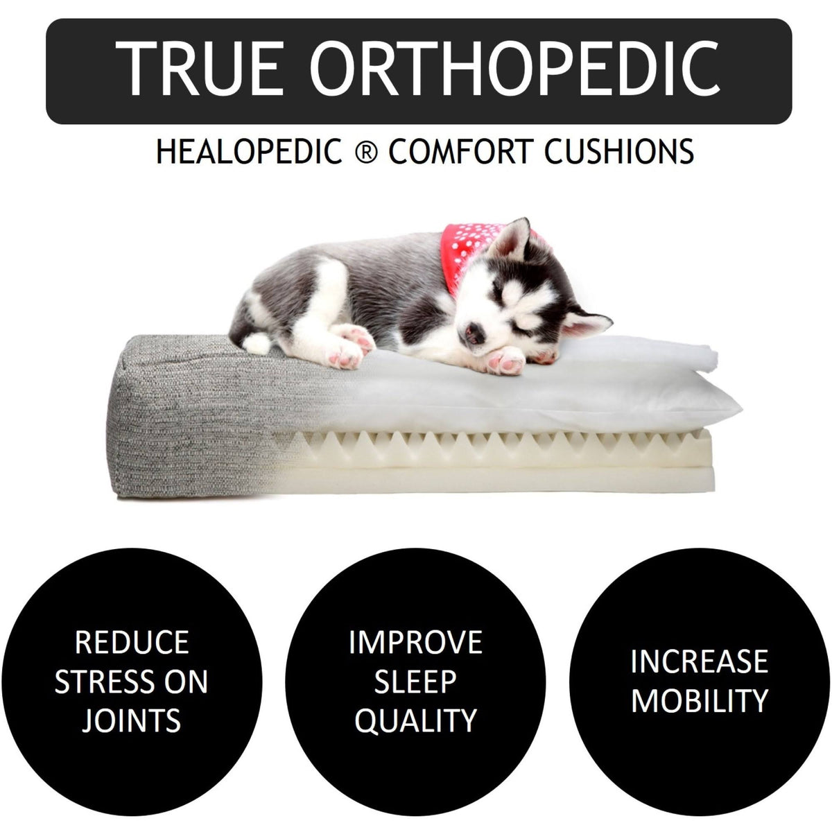 Orthopedic Dog Bed Linen, Size: Large C748675