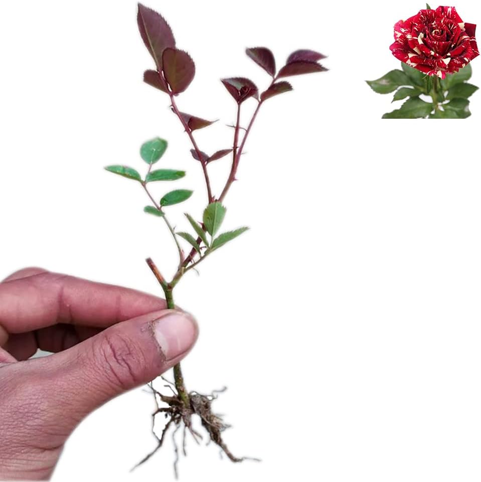 Dark Red Stripes Rose Bush, Multi Colours Rose Hedging V39632