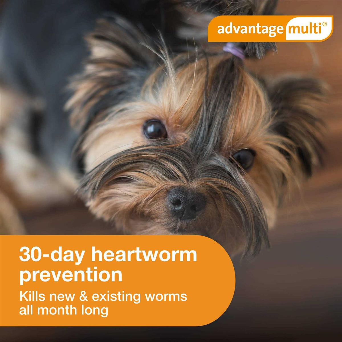 Advantage Multi for Dogs N14219