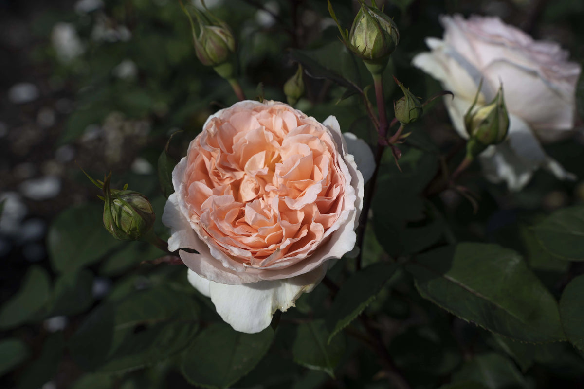 Hybrid Tea Rose Live Plants 2 Piece I142896