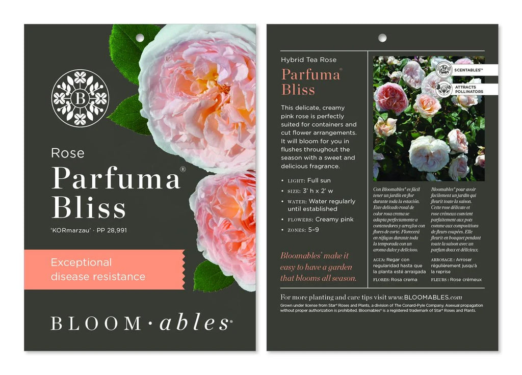 Hybrid Tea Rose Live Plants 2 Piece I142896