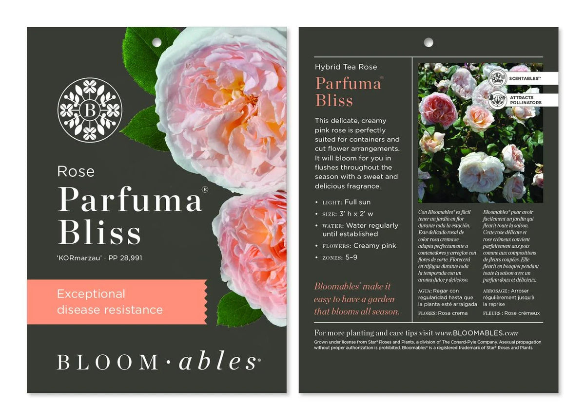 Hybrid Tea Rose Live Plants 2 Piece I142896