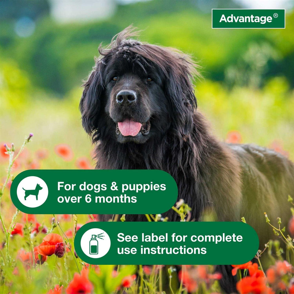 Flea & Tick Treatment Spray for Dogs X5718