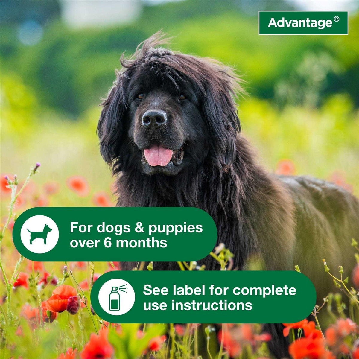 Flea & Tick Treatment Spray for Dogs X5718