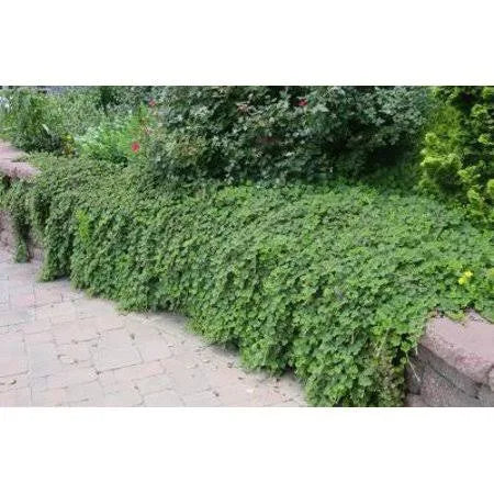 Rubus calycinoides 25 Pots 3 1/2 in. M49116