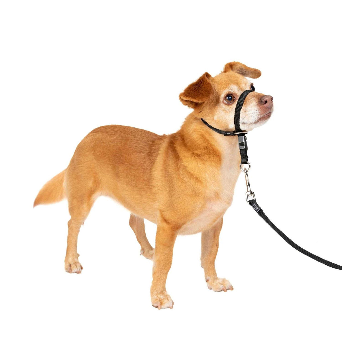 Headcollar R58475