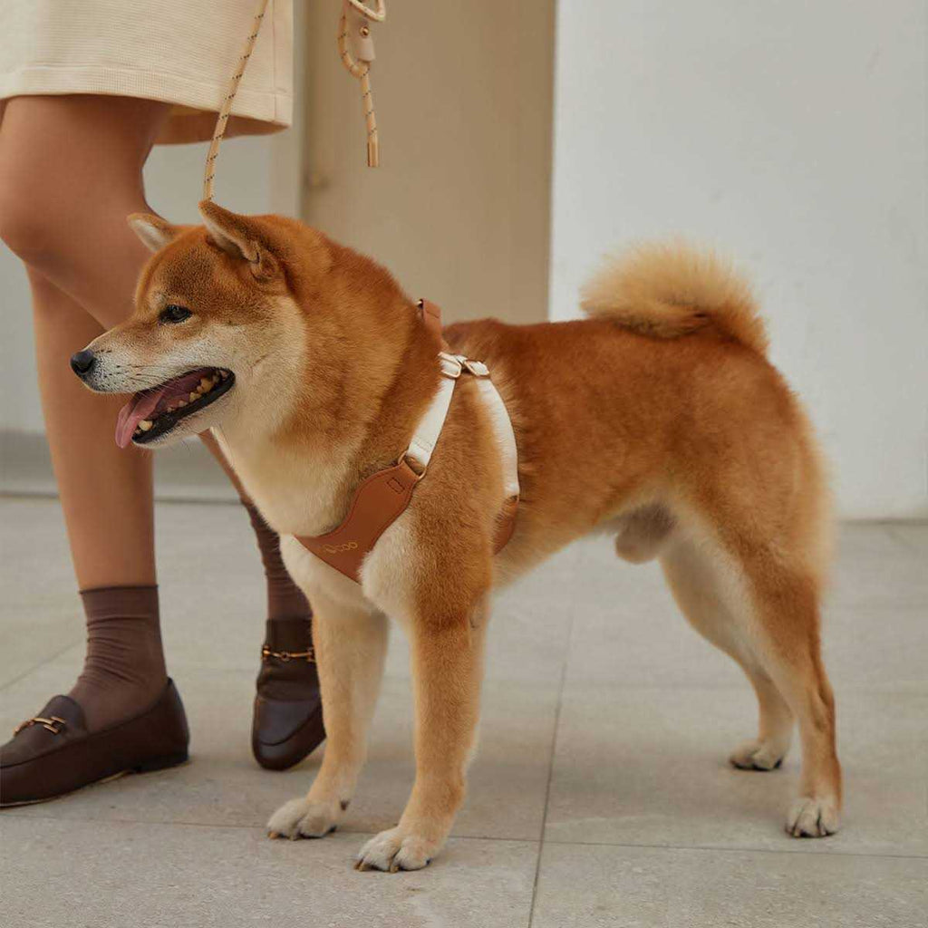 Pet Harness and Leash Set Y653052