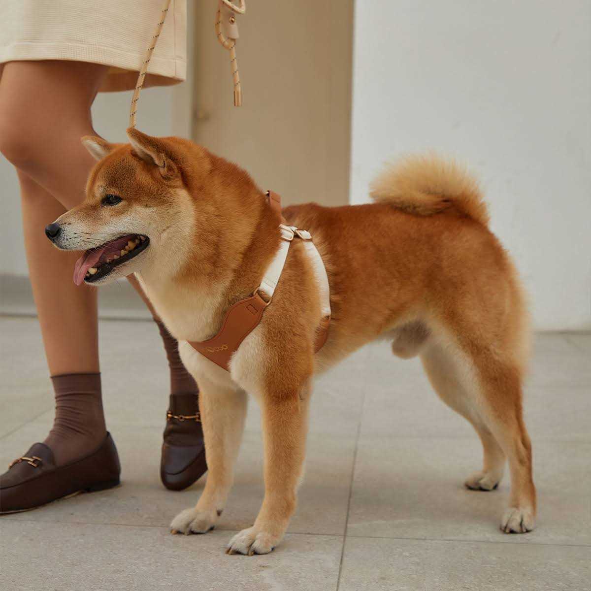 Pet Harness and Leash Set Y653052