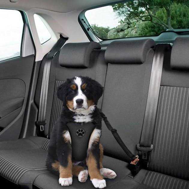 Adjustable Dog Car Seat Belt C155699