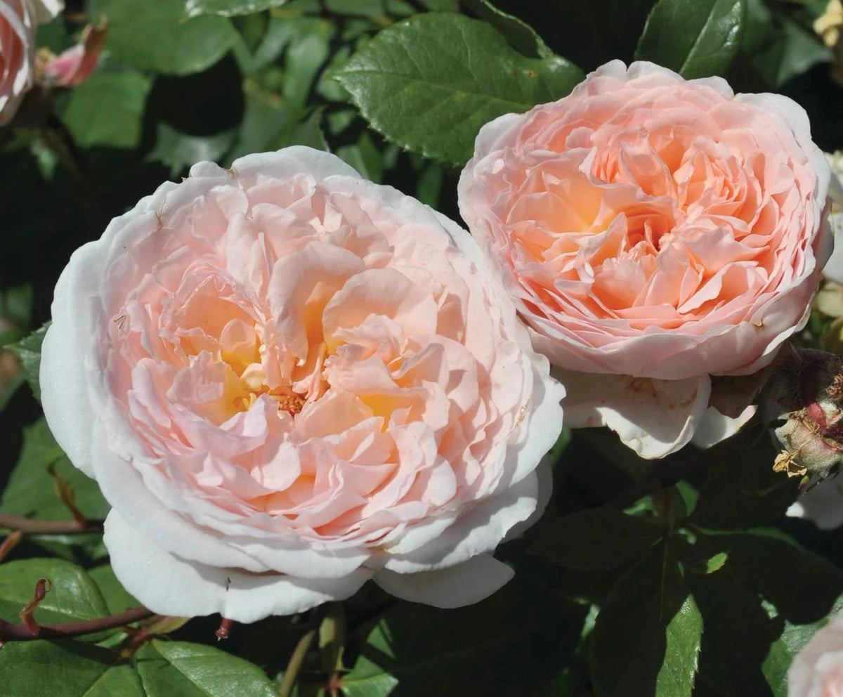Hybrid Tea Rose Live Plants 2 Piece I142896