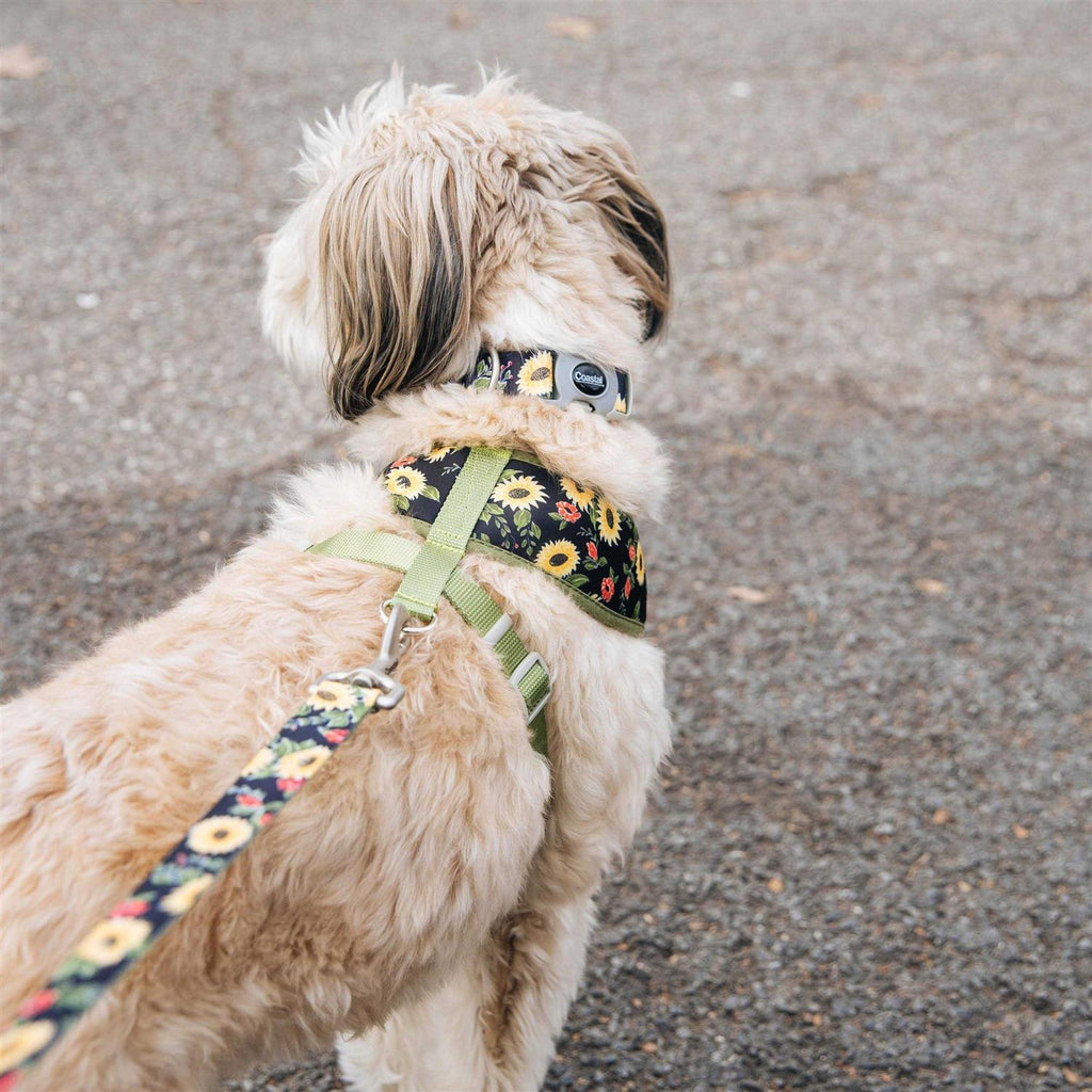 Adjustable Dog Collar J442510
