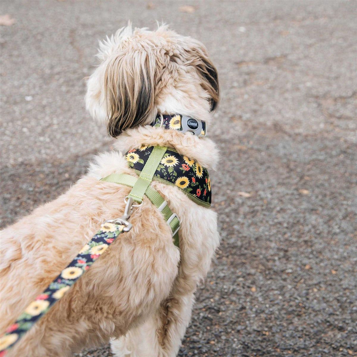 Adjustable Dog Collar J442510