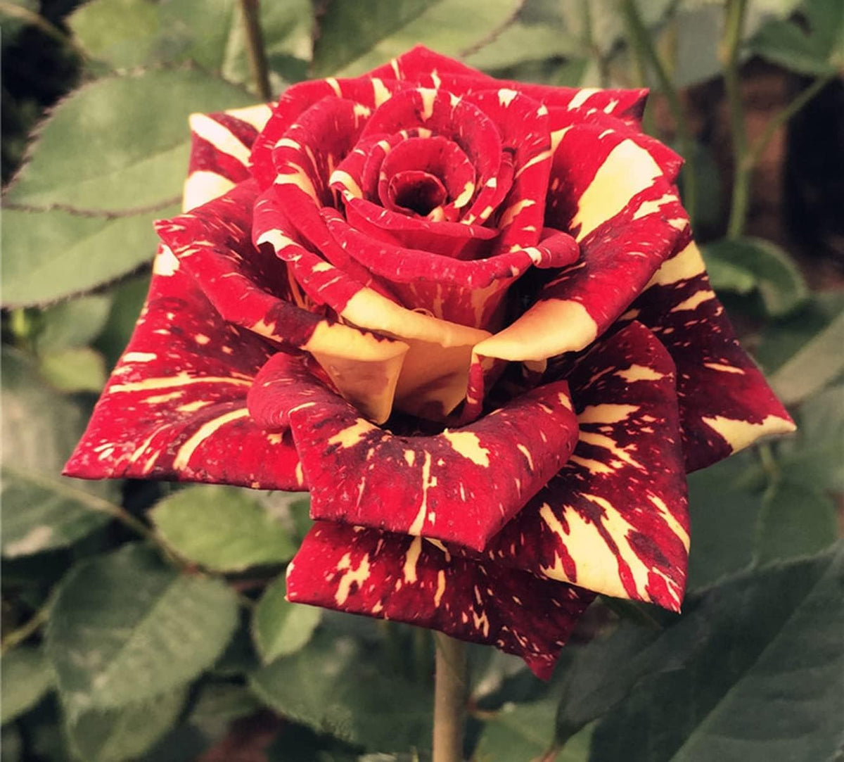 Dark Red Stripes Rose Bush, Multi Colours Rose Hedging V39632