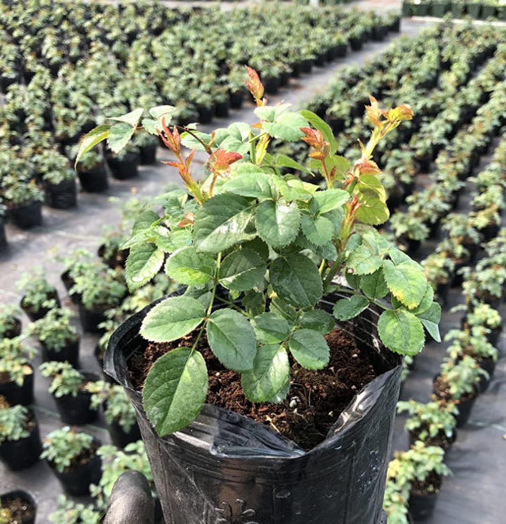 Dark Red Stripes Rose Bush, Multi Colours Rose Hedging V39632