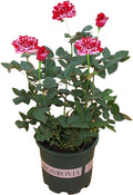 Dark Red Stripes Rose Bush, Multi Colours Rose Hedging V39632