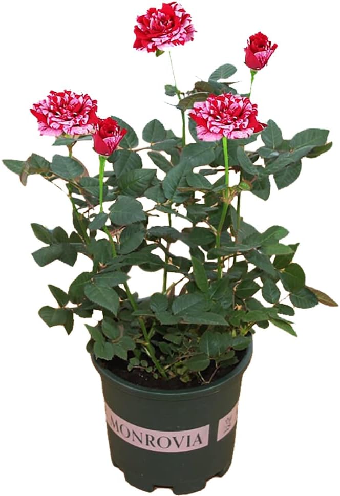 Dark Red Stripes Rose Bush, Multi Colours Rose Hedging V39632