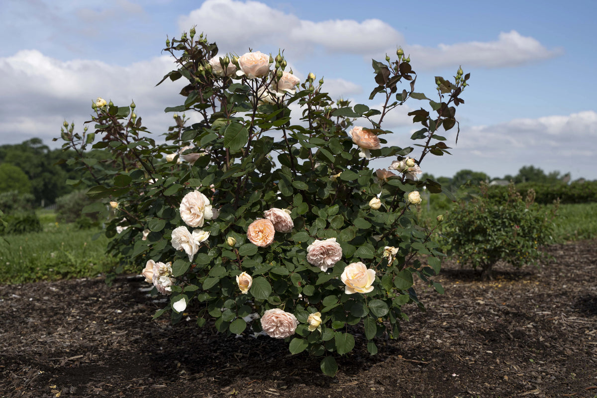 Hybrid Tea Rose Live Plants 2 Piece I142896