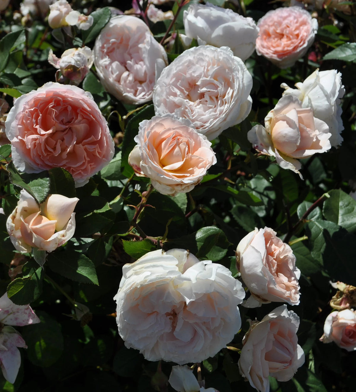 Hybrid Tea Rose Live Plants 2 Piece I142896