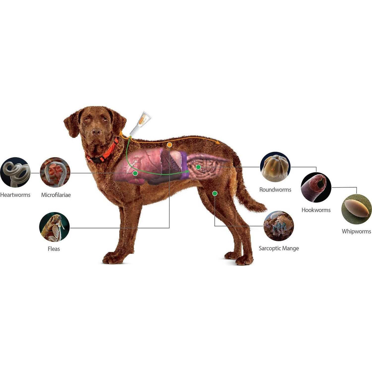 Advantage Multi for Dogs N14219