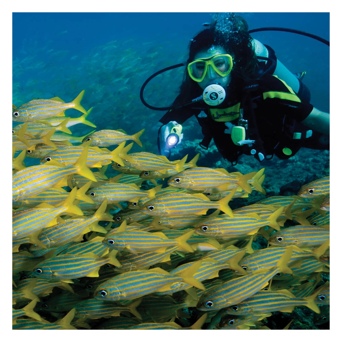 Safety Yellow Dive Light N956