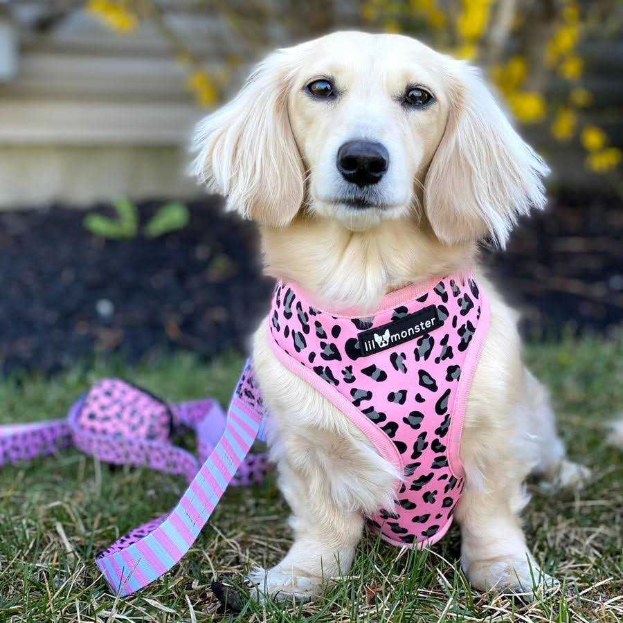 Reversible Neoprene Dog Harness Z49017